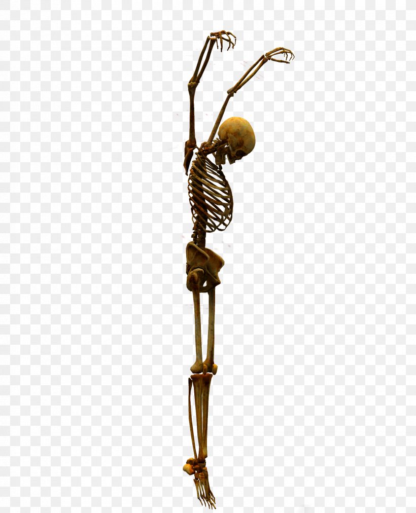 Skeleton Bone Skull, PNG, 1700x2100px, Skeleton, April 15, Body Jewelry, Bone, Brass Download Free