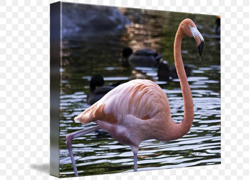 Water Bird Beak Fauna Wildlife, PNG, 650x595px, Bird, Animal, Beak, Fauna, Flamingo Download Free