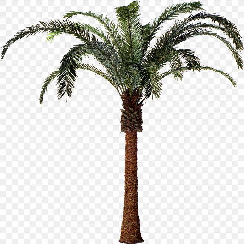 Arecaceae Date Palm Plant Tree Attalea Speciosa, PNG, 4005x3998px, Arecaceae, Arecales, Asian Palmyra Palm, Attalea, Attalea Speciosa Download Free