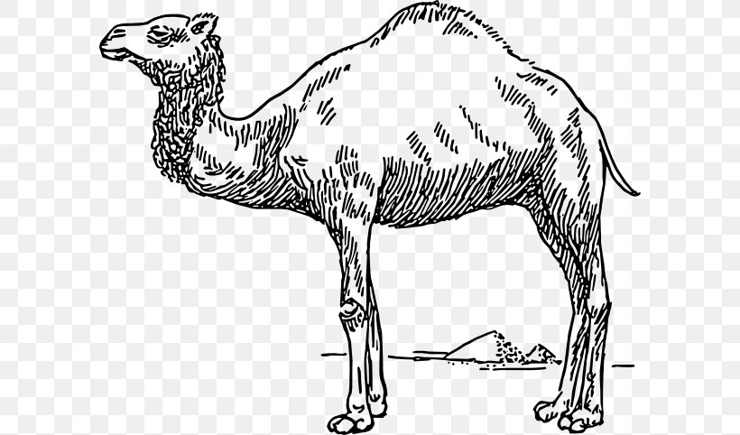 Bactrian Camel Dromedary Drawing Clip Art, PNG, 600x482px, Bactrian Camel, Animal Figure, Arabian Camel, Artwork, Beak Download Free
