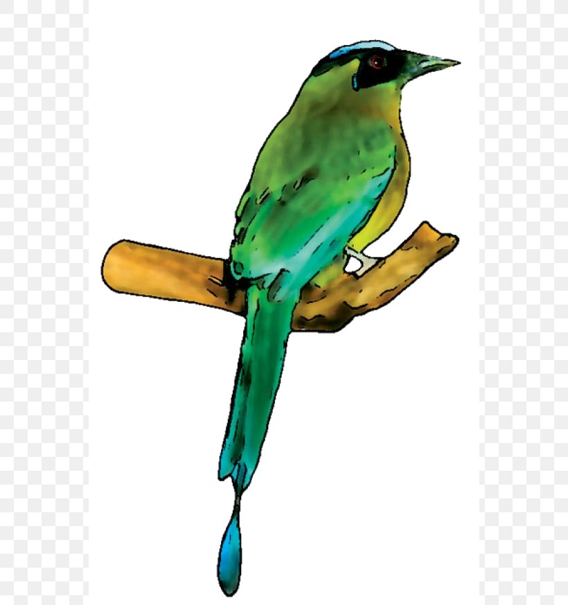 Bird Parakeet Amazonian Motmot Green Passerine, PNG, 564x874px, Bird, Amazonian Motmot, Beak, Blue, Color Download Free