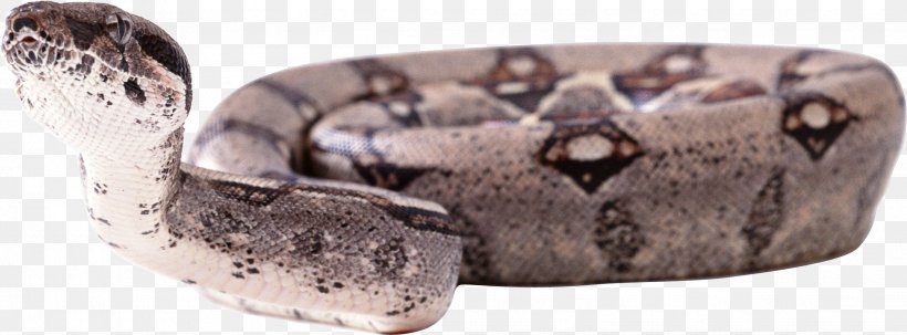 Boa Constrictor Snake Reptile Anaconda Constriction, PNG, 2275x841px, Snake, Animal, Boa Constrictor, Boas, Body Jewelry Download Free