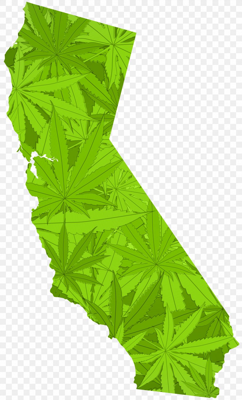 California Proposition 215 Medical Cannabis Legality Of Cannabis Legalization, PNG, 1936x3200px, California, California Proposition 215, Cannabis, Cannabis In California, Cannabis Industry Download Free