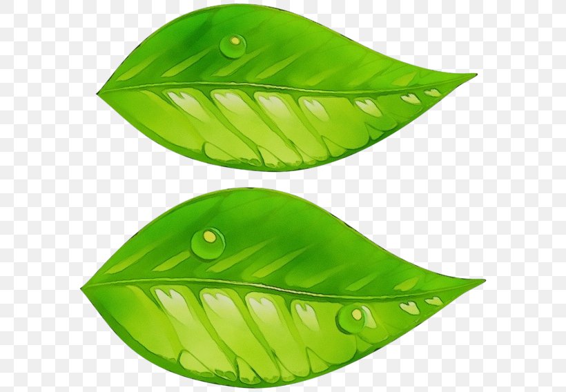 Green Leaf Watercolor, PNG, 600x568px, Watercolor, Cartoon, Drawing, Green, Leaf Download Free
