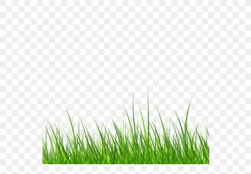 Samsung Galaxy S6 Grass Download, PNG, 567x568px, Samsung Galaxy S6, Drawing, Grass, Grass Family, Green Download Free