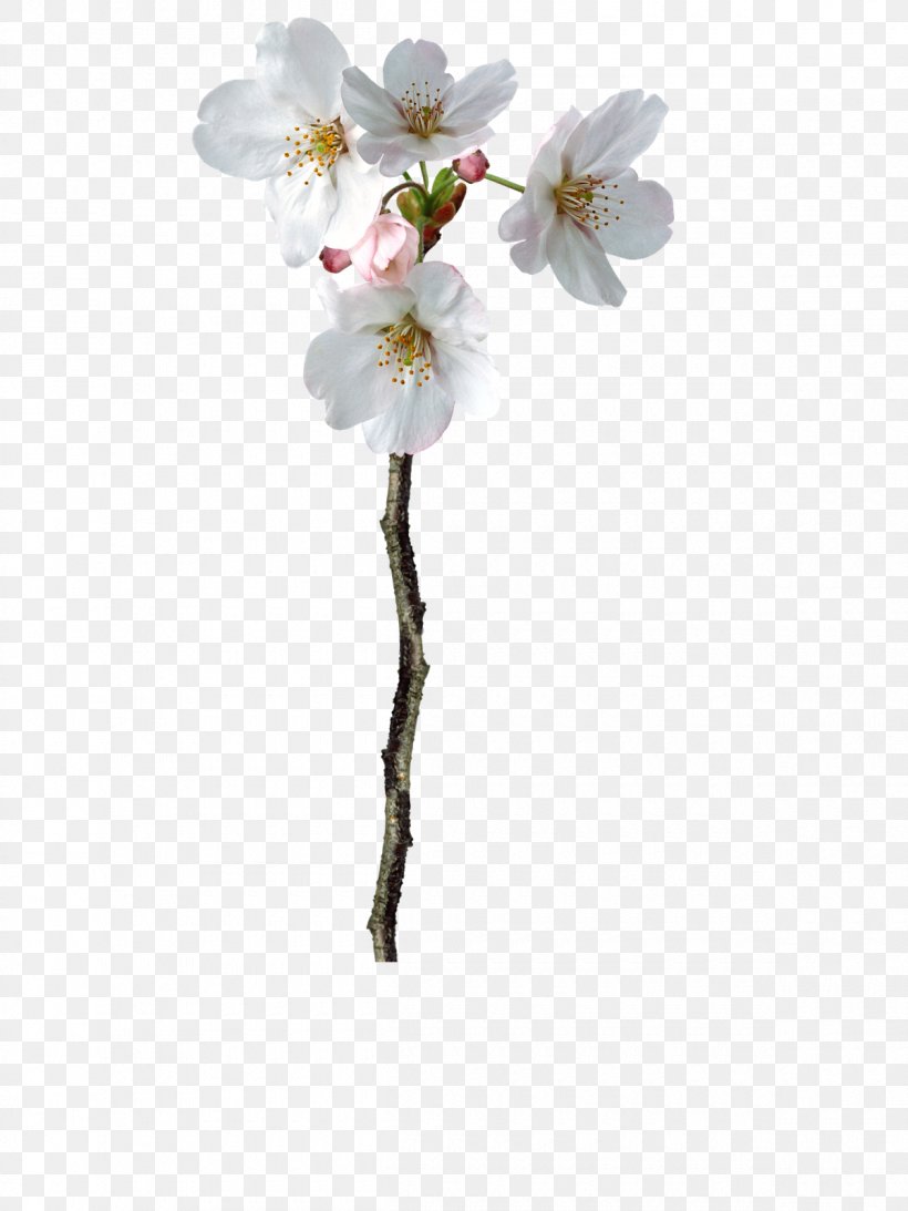 Flower PhotoScape Photography Clip Art, PNG, 1200x1600px, Flower, Blossom, Branch, Cherry Blossom, Cut Flowers Download Free