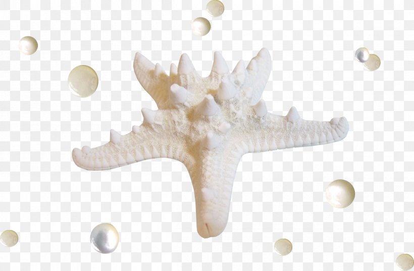 Starfish Seashell, PNG, 1200x787px, Starfish, Designer, Sea, Seabed, Seashell Download Free
