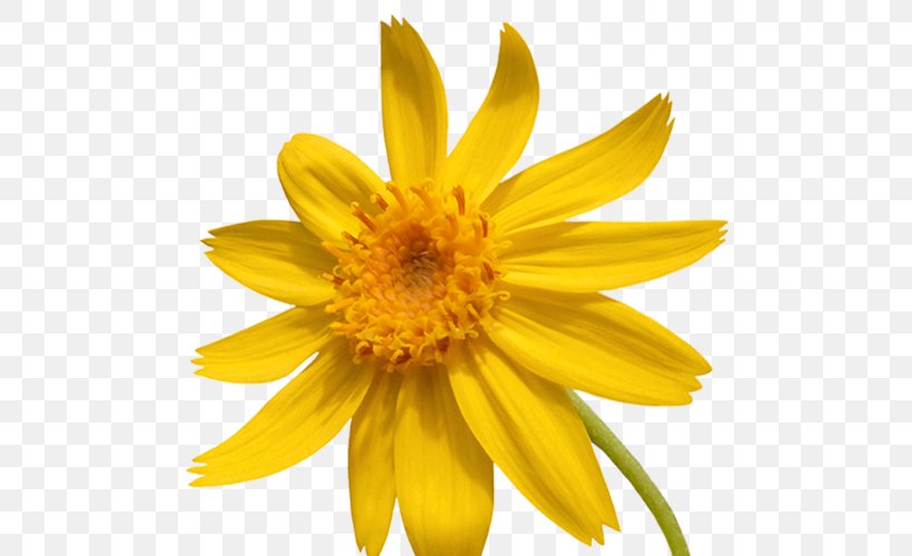 Chrysanthemum Petal, PNG, 500x500px, Chrysanthemum, Annual Plant, Chrysanths, Daisy Family, Flower Download Free
