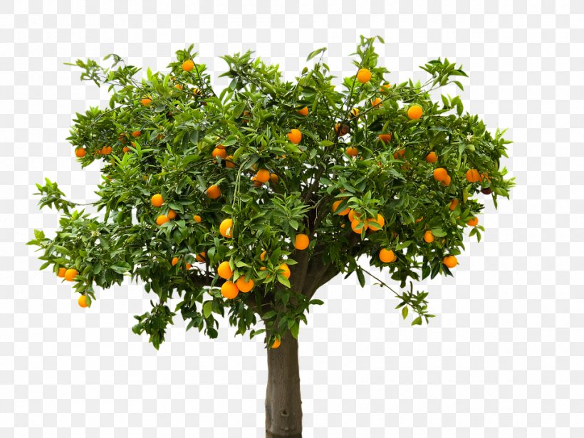 Clip Art, PNG, 960x720px, Stock Photography, Apple, Bitter Orange, Branch, Calamondin Download Free