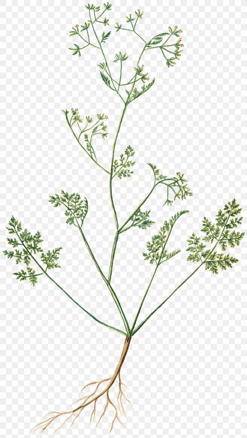Cow Parsley Chervil Flower Cicely Herb, PNG, 1356x2400px, Cow Parsley, Anthriscus, Apiaceae, Branch, Caraway Download Free