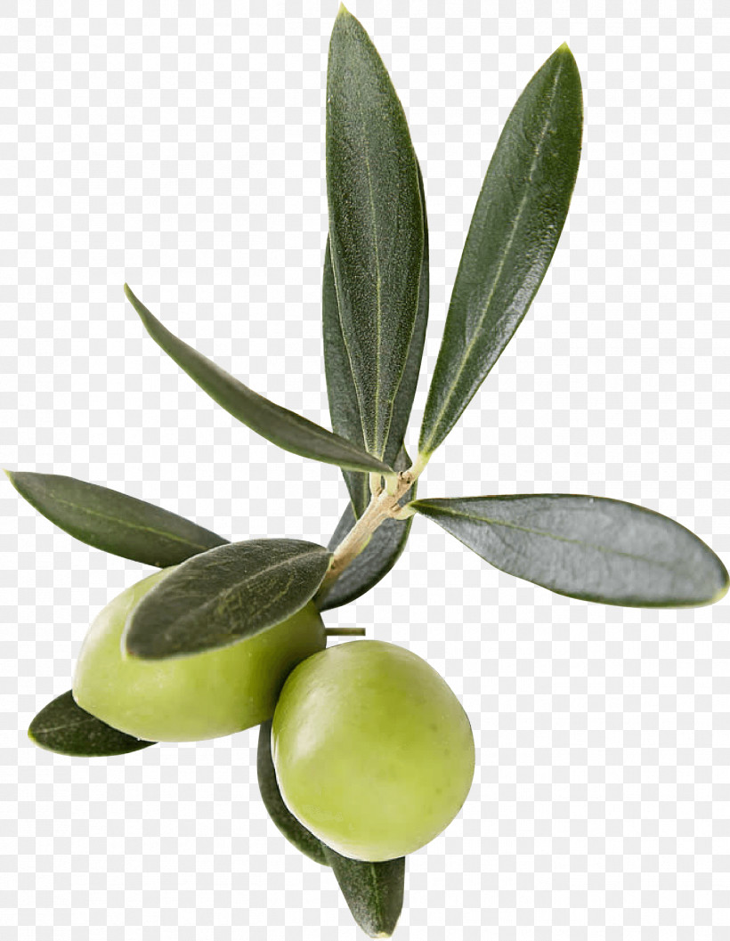 Olive Leaf Plant Flower Olive Family, PNG, 1351x1743px, Olive, Arctostaphylos, Flower, Fruit, Leaf Download Free
