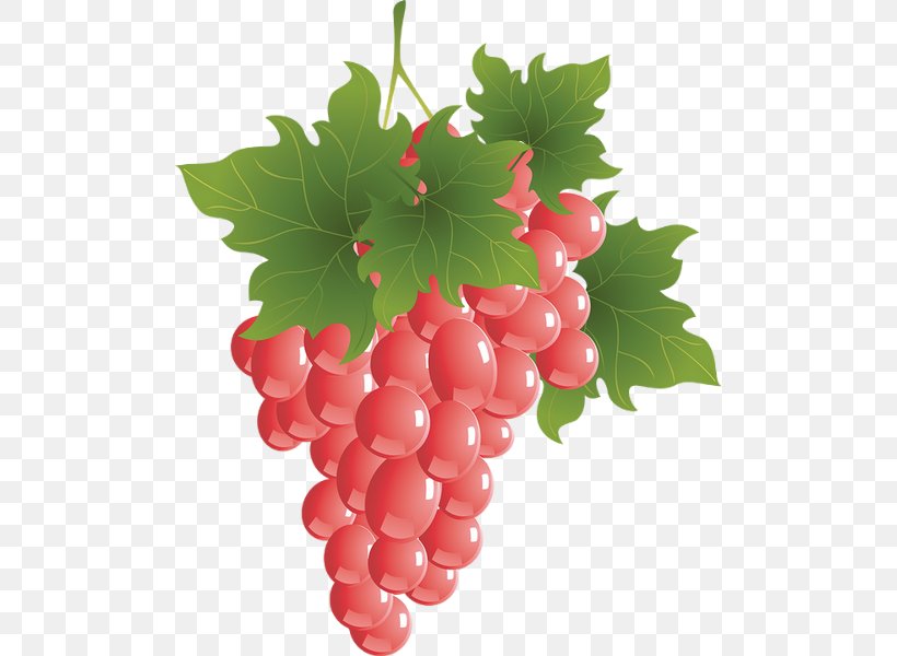 Sultana Zante Currant Grape Grappa Wine, PNG, 500x600px, Sultana, Berry, Currant, Drawing, Flowering Plant Download Free