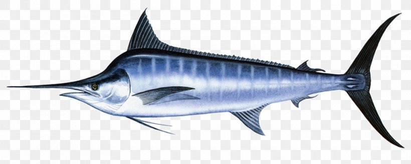 Swordfish Thunnus Black Marlin Atlantic Blue Marlin Yellowfin Tuna, PNG, 960x385px, Swordfish, Atlantic Blue Marlin, Atlantic Bluefin Tuna, Billfish, Black Marlin Download Free