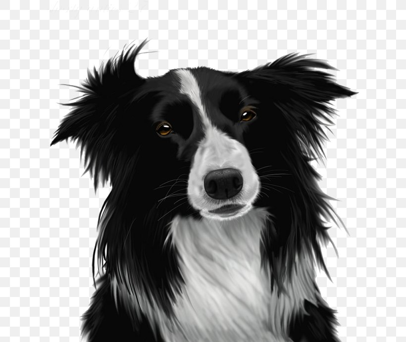 Border Cartoon, PNG, 632x691px, Border Collie, Australian Collie, Australian Shepherd, Bearded Collie, Blackandwhite Download Free
