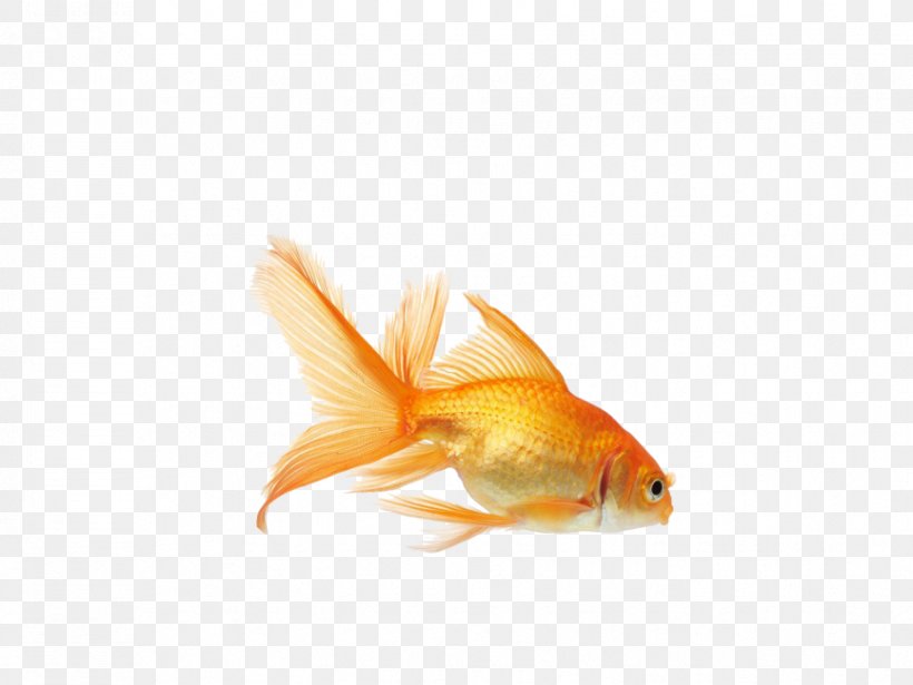 Common Goldfish Koi Aquarium Fish Feeder, PNG, 866x650px, Common Goldfish, Aquarium, Aquarium Fish Feed, Aquarium Fish Feeder, Bony Fish Download Free