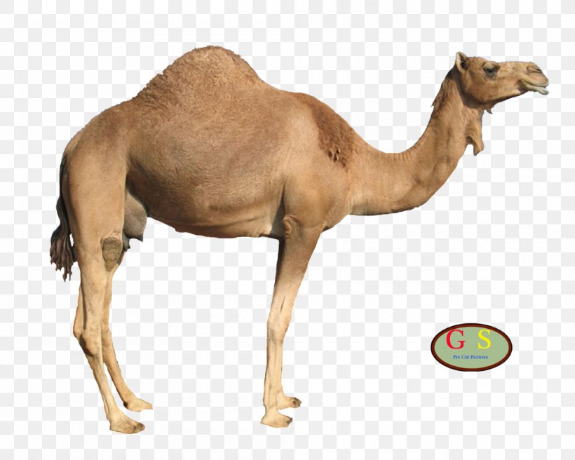 Dromedary Bactrian Camel Clip Art, PNG, 1000x800px, Dromedary, Arabian Camel, Bactrian Camel, Camel, Camel Like Mammal Download Free