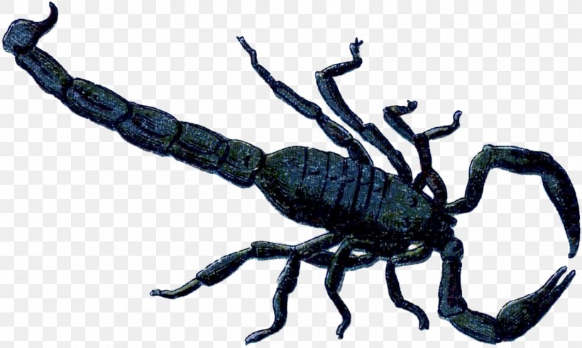 Scorpion Weevil Terrestrial Animal, PNG, 1800x1076px, Scorpion, Animal, Arthropod, Invertebrate, Organism Download Free