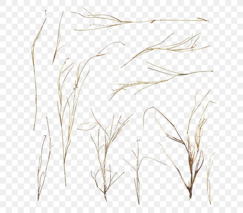 Twig Sketch Grasses Pattern Summer, PNG, 720x720px, Twig, Black And White, Branch, Complexity, Drawing Download Free