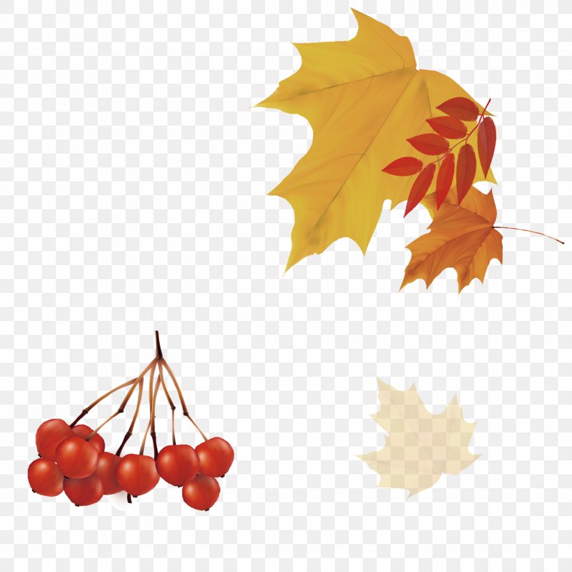 Autumn Leaf, PNG, 1500x1500px, Autumn, Coreldraw, Deciduous, Flowering Plant, Fruit Download Free