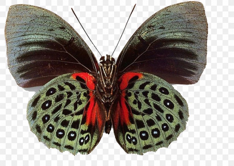 Butterfly Insect, PNG, 938x664px, Butterfly, Arthropod, Brush Footed Butterfly, Butterflies And Moths, Insect Download Free