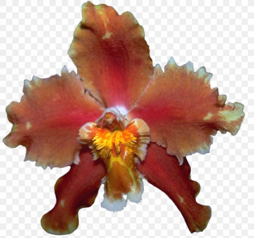 Cattleya Orchids Yellow, PNG, 939x879px, Cattleya Orchids, Cattleya, Digital Image, Flower, Flowering Plant Download Free