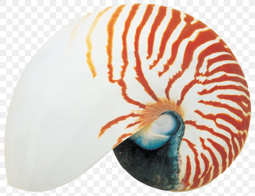 Sea Snail Seashell Nautilidae, PNG, 2203x1693px, Sea Snail, Art, Chambered Nautilus, Conch, Invertebrate Download Free