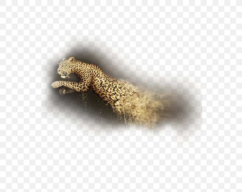 Tail, PNG, 650x650px, Leopard, Animal, Organism, Tail Download Free