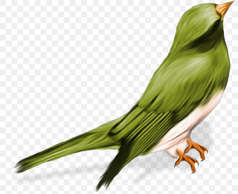 Bird White-winged Chough Australian Mudnester Clip Art, PNG, 800x670px, Bird, Animaatio, Animal, Australian Mudnester, Beak Download Free
