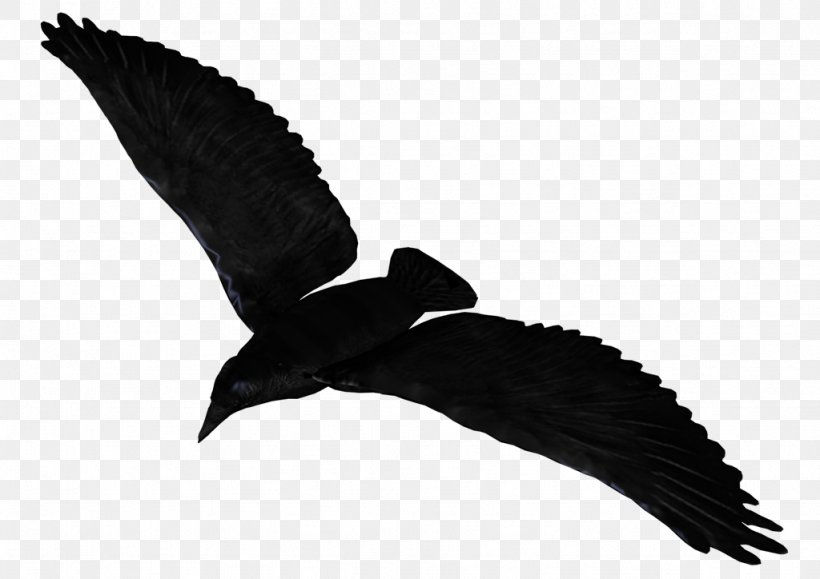 Common Raven Flight Clip Art, PNG, 1024x724px, Common Raven, Beak, Bird, Bird Of Prey, Black And White Download Free