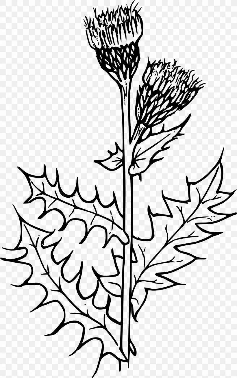 Creeping Thistle Milk Thistle Flower Clip Art, PNG, 1504x2400px, Creeping Thistle, Artwork, Black And White, Branch, Cirsium Download Free