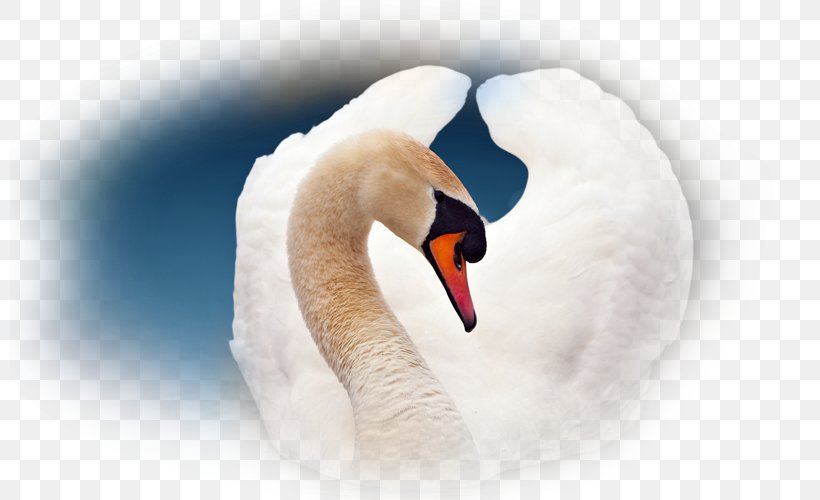 Cygnini Neck, PNG, 800x500px, Cygnini, Beak, Bird, Ducks Geese And Swans, Neck Download Free