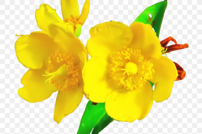 Flower Yellow Petal Plant Narcissus, PNG, 2451x1632px, Flower, Amaryllis Family, Freesia, Herbaceous Plant, Hypericum Download Free