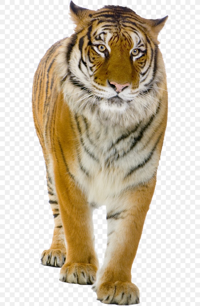 Tiger Lion, PNG, 566x1256px, Tiger, Big Cat, Big Cats, Carnivoran, Cat Like Mammal Download Free