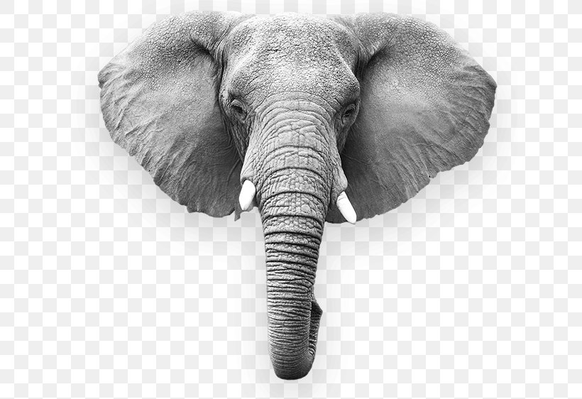 African Elephant Indian Elephant Megafauna Wildlife, PNG, 639x562px, African Elephant, Africa, Animal, Black And White, Elephant Download Free
