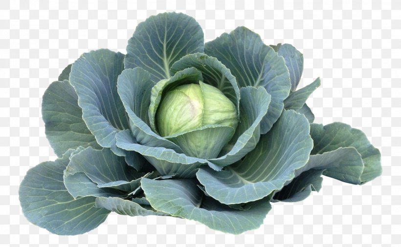 Chinese Cabbage Spring Greens Vegetarian Cuisine Vegetable, PNG, 2241x1385px, Cabbage, Chinese Cabbage, Collard Greens, Food, Fruit Download Free