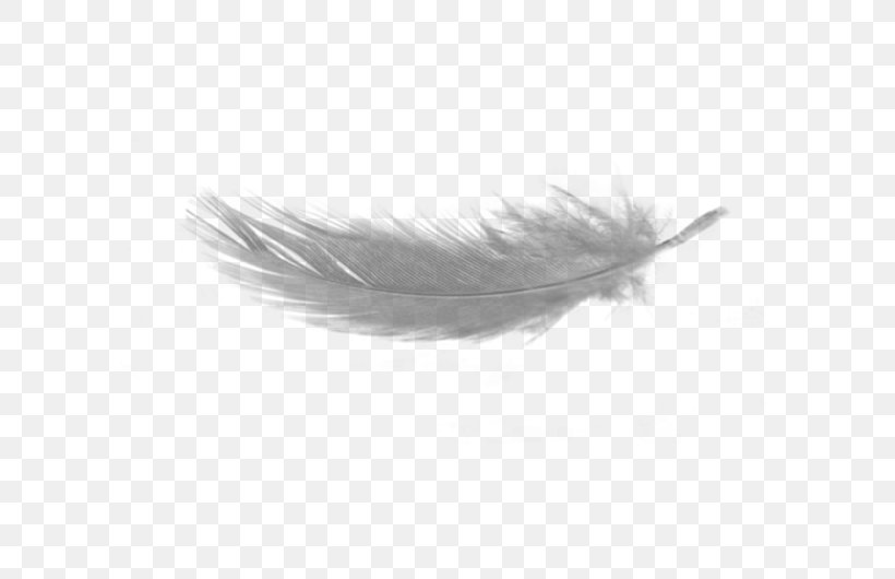 Feather Light Clip Art, PNG, 700x530px, Feather, Bird, Black And White, Color, Display Resolution Download Free