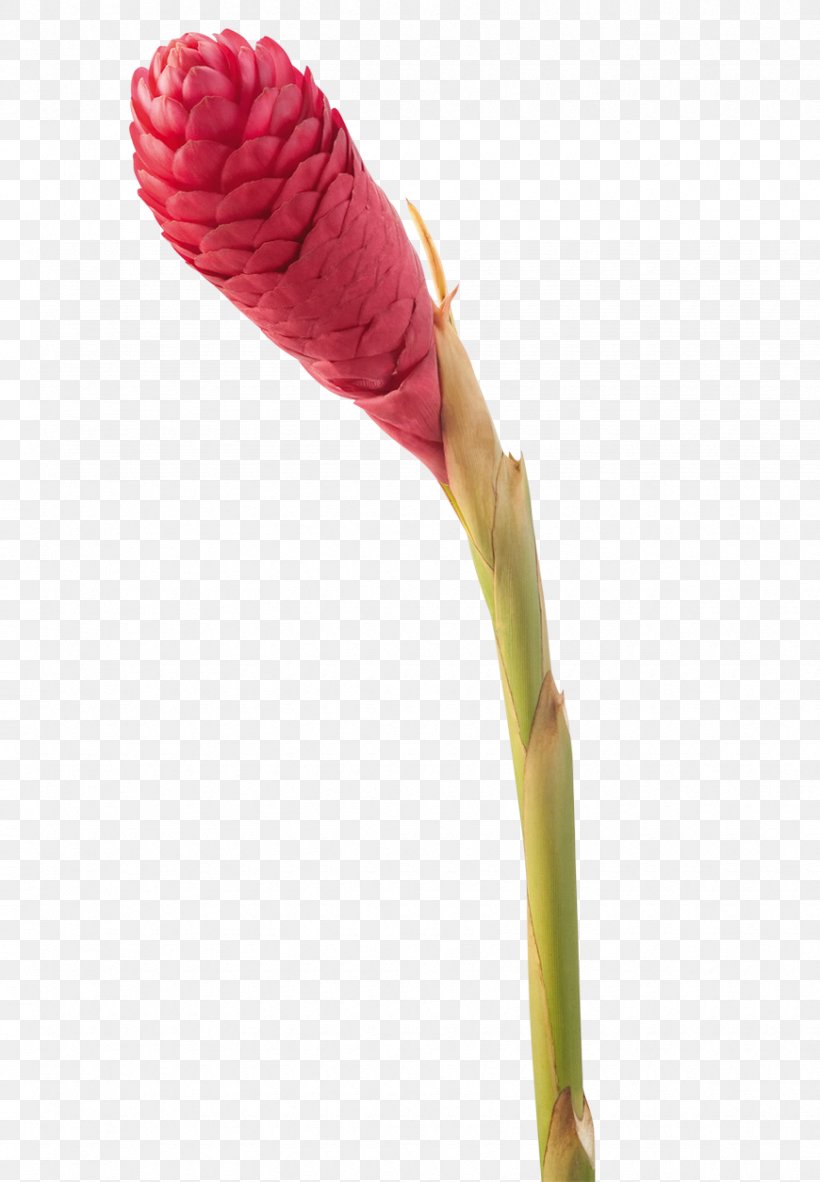 Flower Plant Stem Bud Turmeric, PNG, 870x1255px, Flower, Bud, Curcumin, Etlingera Elatior, Flowering Plant Download Free