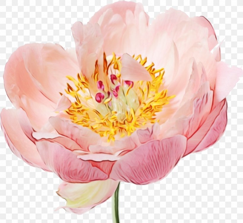 Peony Pink Flowers Garden Roses, PNG, 883x810px, Peony, Art, Cabbage Rose, Chinese Peony, Common Peony Download Free