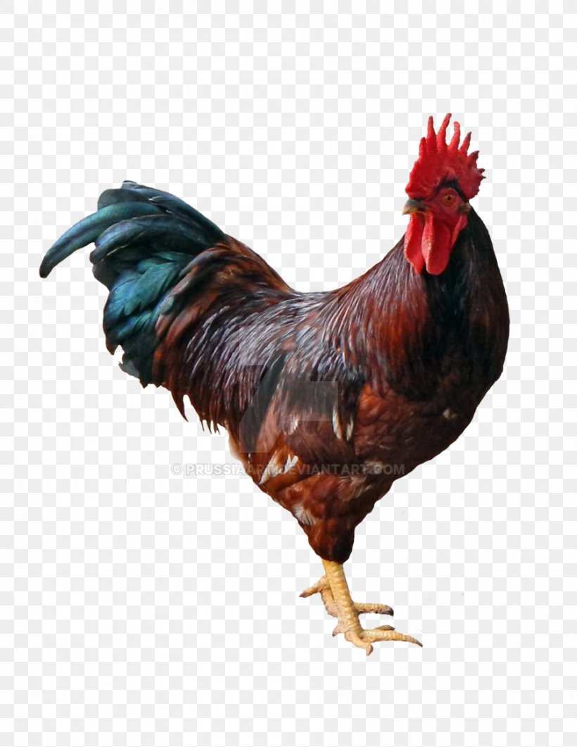 Plymouth Rock Chicken Sussex Chicken Leghorn Chicken Silkie Rooster, PNG, 900x1165px, Plymouth Rock Chicken, Bantam, Beak, Bird, Chicken Download Free