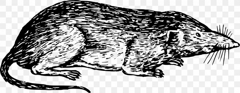 Cat Common Shrew Canidae Clip Art, PNG, 2400x939px, Cat, Artwork, Bear, Beaver, Black Download Free