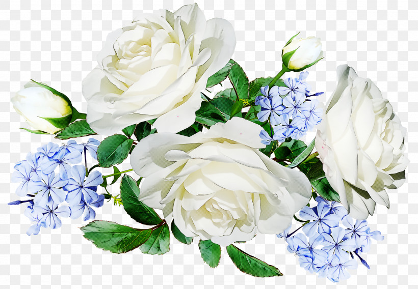 Garden Roses, PNG, 2560x1776px, Cabbage Rose, Artificial Flower, Blue, Blue Rose, Cut Flowers Download Free