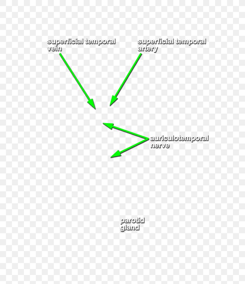 Line Brand Angle Diagram, PNG, 631x950px, Brand, Area, Diagram, Green, Text Download Free
