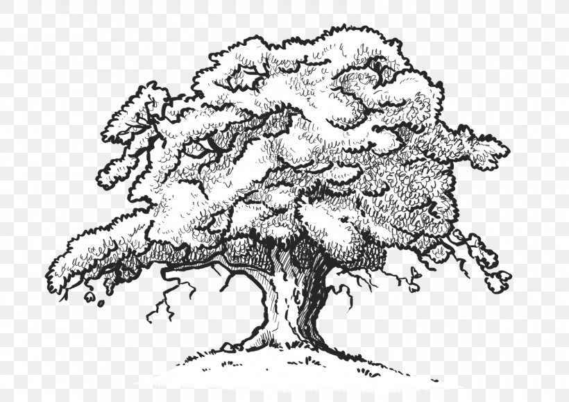 Northern Red Oak White Oak Drawing Tree Desktop Wallpaper, PNG, 1600x1131px, Watercolor, Cartoon, Flower, Frame, Heart Download Free