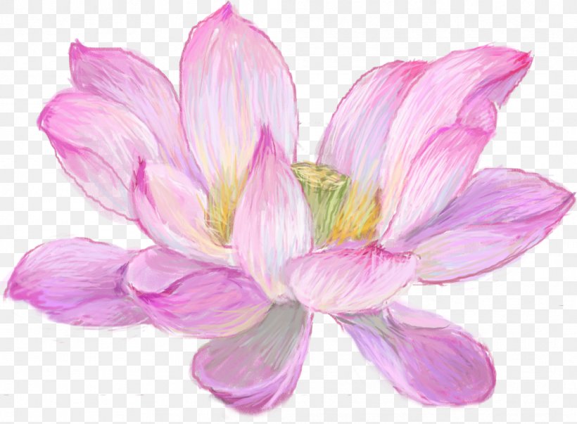 Watercolor Painting Nymphaea Nelumbo Drawing Vector Graphics, PNG, 1063x782px, Watercolor Painting, Aquatic Plant, Art, Botany, Cut Flowers Download Free