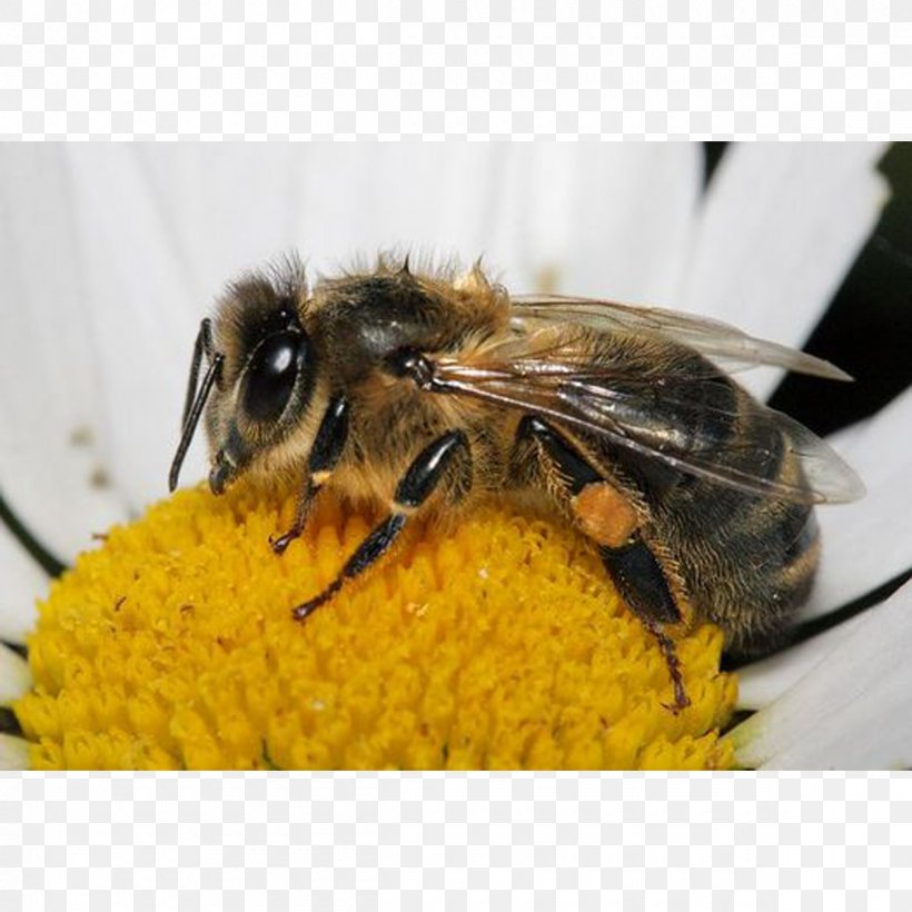 Western Honey Bee Insect Bumblebee Bee Pollen, PNG, 1200x1200px, Bee, Arthropod, Bee Pollen, Bumblebee, Food Download Free