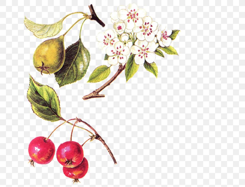 Cherry Still Life Photography Massachusetts Institute Of Technology, PNG, 664x627px, Cherry, Blossom, Branch, Flower, Flowering Plant Download Free