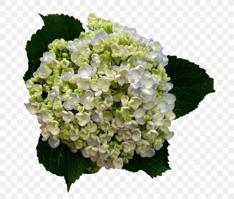 Hydrangea Cut Flowers Plant Stem Floral Design, PNG, 700x700px, Hydrangea, Colombia, Cornales, Cut Flowers, Floral Design Download Free