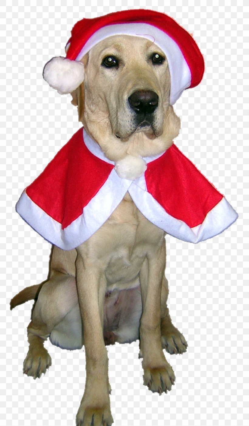 Labrador Retriever Puppy Dog Breed Companion Dog, PNG, 824x1408px, Labrador Retriever, Breed, Carnivoran, Christmas, Christmas Ornament Download Free
