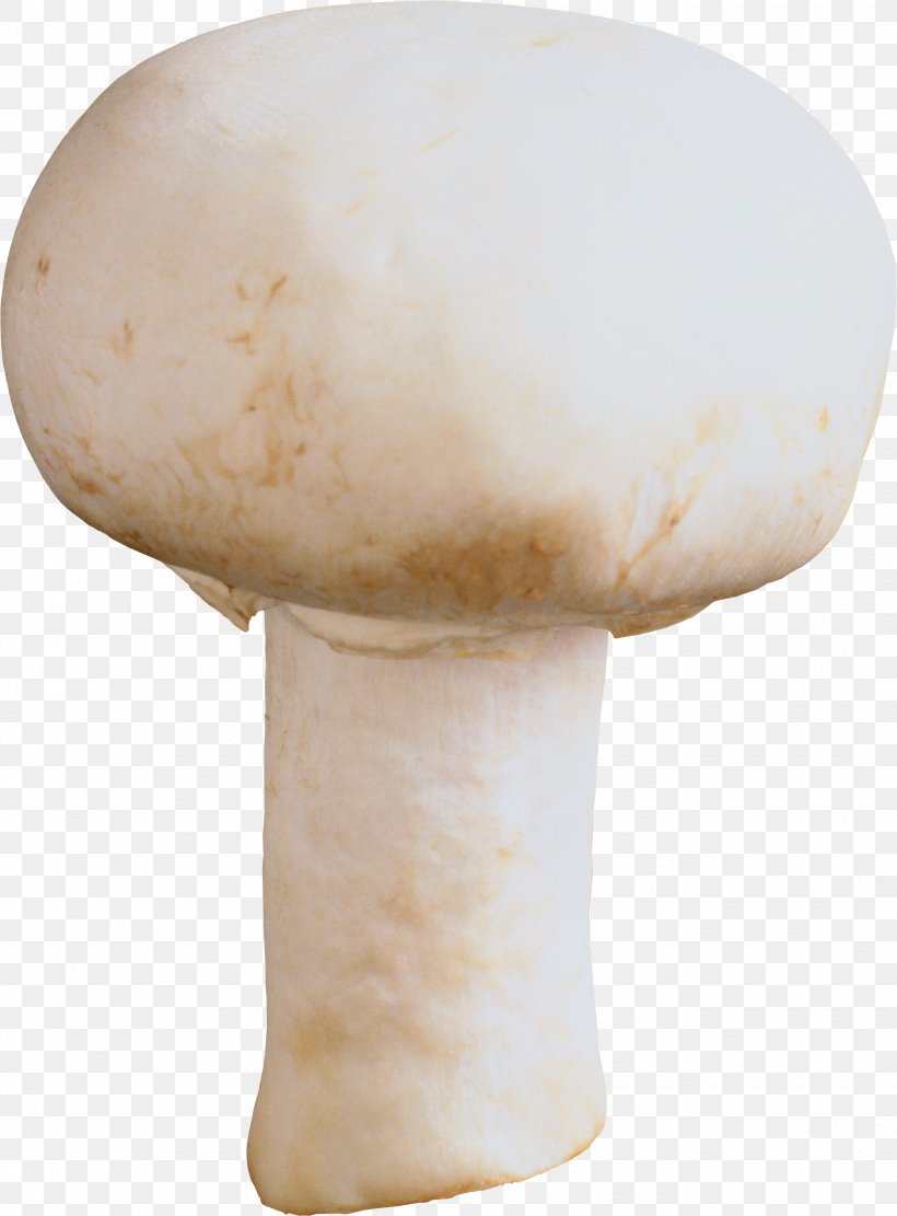 Mushroom Festival Pasta Stuffing Common Mushroom, PNG, 2655x3599px, Mushroom, Agaricaceae, Agaricomycetes, Blog, Edible Mushroom Download Free