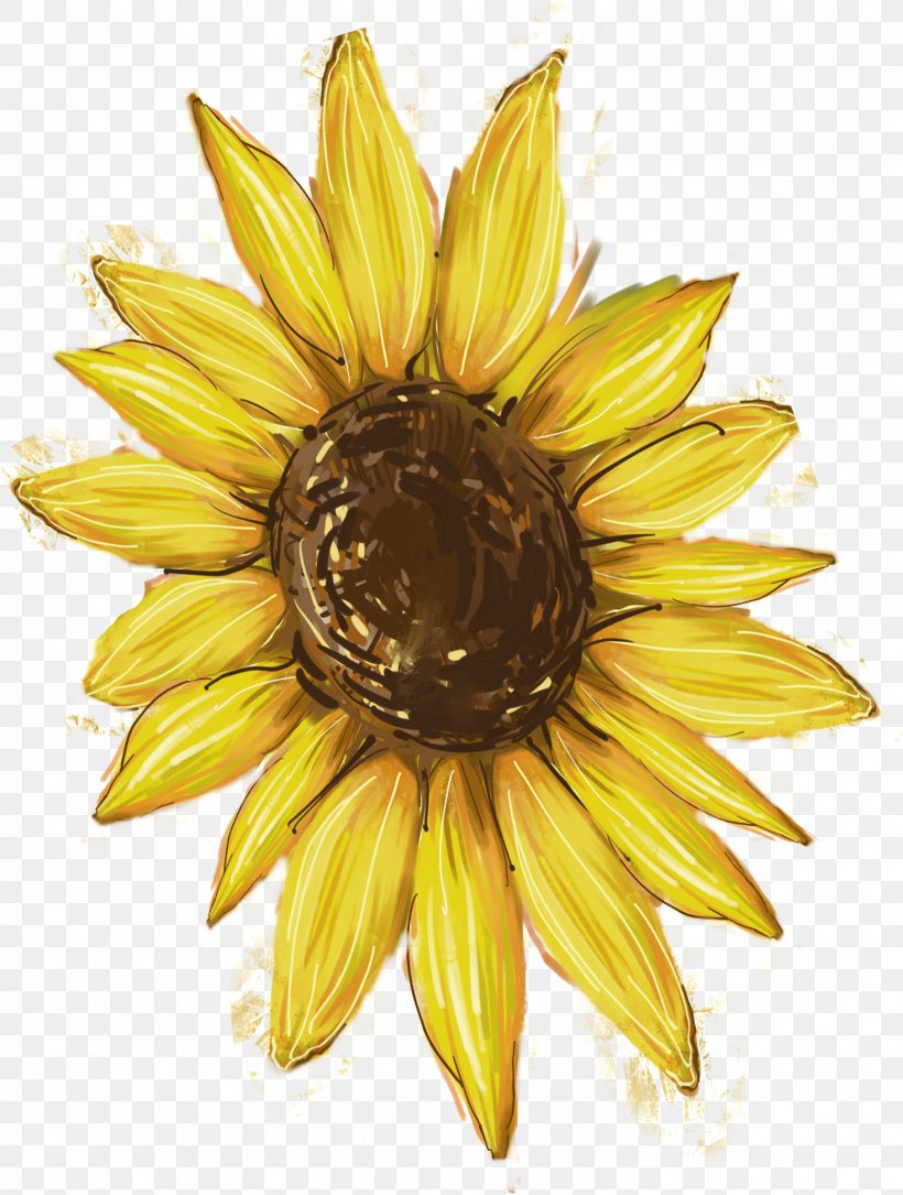 Common Sunflower Download, PNG, 1469x1945px, Common Sunflower, Daisy Family, Editing, Flower, Flowering Plant Download Free